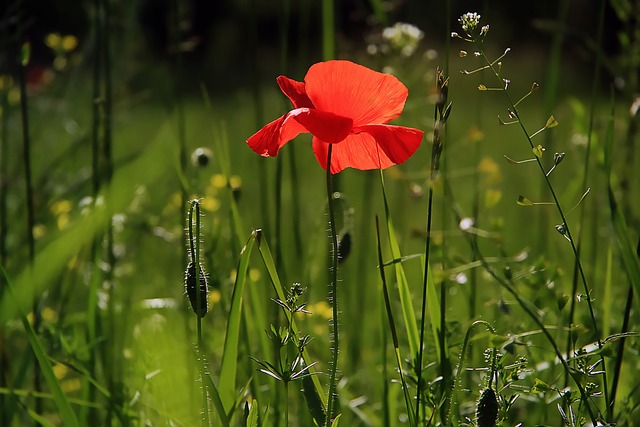 Paisajismo naturalista: la belleza de la naturaleza en tu jardín